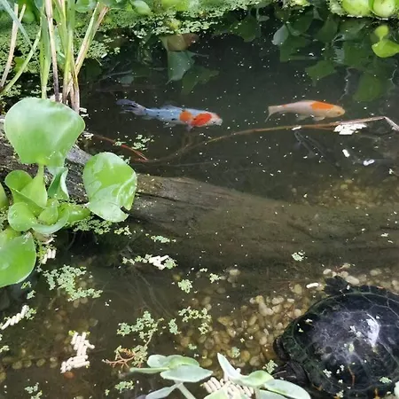 Casa Jasmim Algueirão